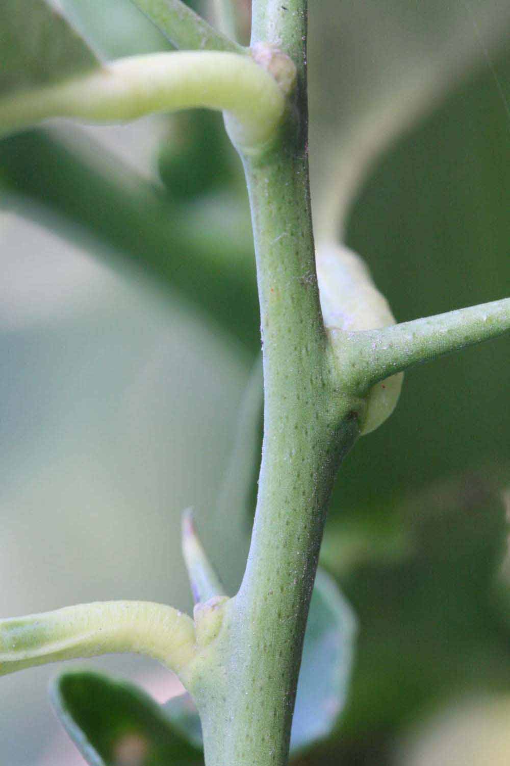            First year twig (Riverside, CA)   